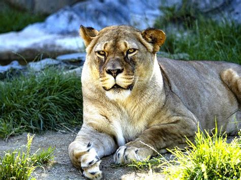 barbary lion female.